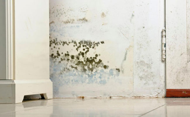 mold-inspection commercial-inspection-services